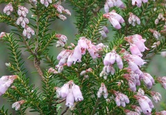 Erica australis
