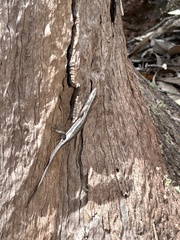 Cryptoblepharus buchananii