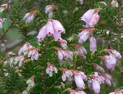 Erica australis