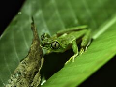 Agalychnis lemur