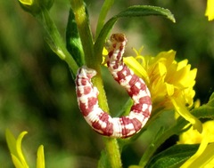 Eupithecia centaureata