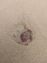 Pelagia noctiluca