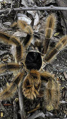 Phrixotrichus vulpinus