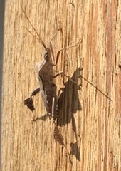 Leptoglossus oppositus