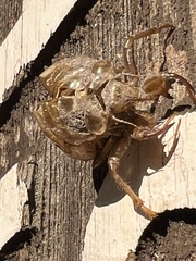 Megatibicen pronotalis