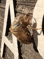 Megatibicen pronotalis