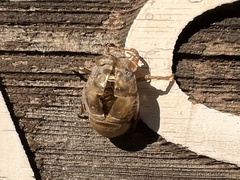 Megatibicen pronotalis