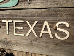 Megatibicen pronotalis