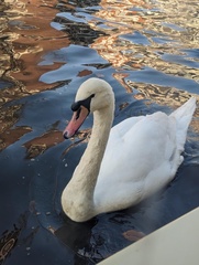 Cygnus olor