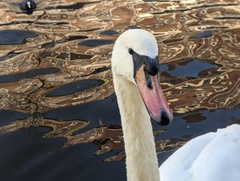 Cygnus olor