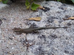 Podarcis muralis
