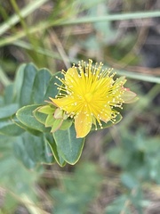 Hypericum myrtifolium