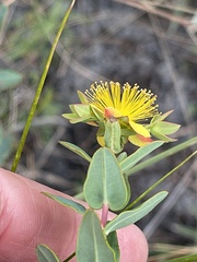 Hypericum myrtifolium