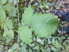 Rubus bollei