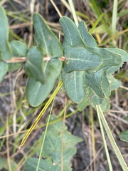 Hypericum myrtifolium
