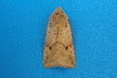 Agrochola blidaensis