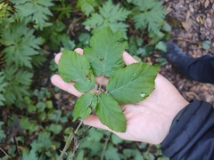 Rubus bollei