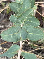 Hypericum myrtifolium