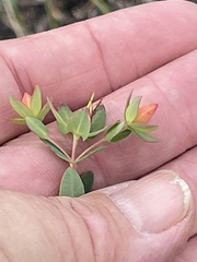 Hypericum myrtifolium