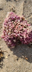 Muricoidea