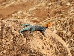 Agama lionotus