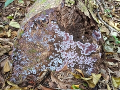 Punctularia atropurpurascens