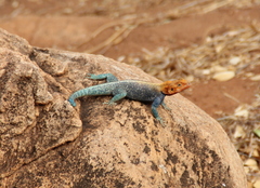 Agama lionotus