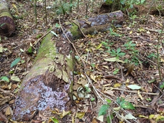 Punctularia atropurpurascens