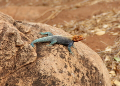 Agama lionotus
