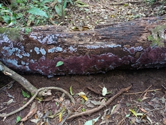 Punctularia atropurpurascens