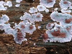 Punctularia atropurpurascens