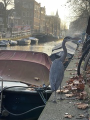 Ardea cinerea