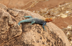 Agama lionotus