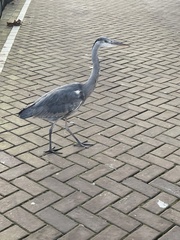 Ardea cinerea