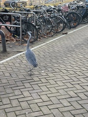 Ardea cinerea