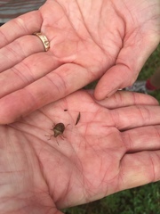 Euschistus servus euschistoides