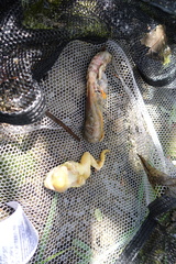 Triturus carnifex