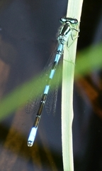 Coenagrion