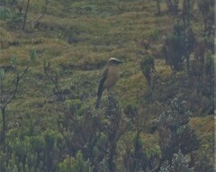 Ochthoeca fumicolor