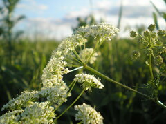 Chaerophyllum prescottii
