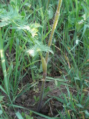 Chaerophyllum prescottii