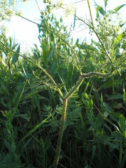 Chaerophyllum prescottii