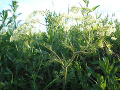 Chaerophyllum prescottii