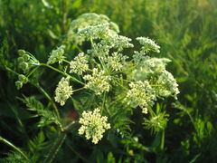 Chaerophyllum prescottii