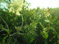Chaerophyllum prescottii