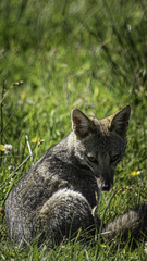 Lycalopex griseus
