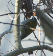 Regulus ignicapilla ignicapilla