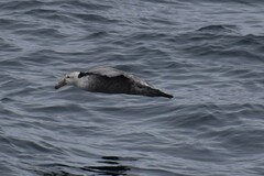 Macronectes giganteus