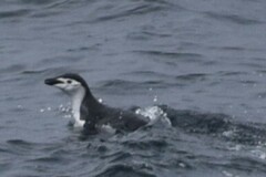 Pygoscelis antarcticus