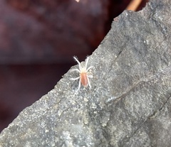 Rhagidiidae